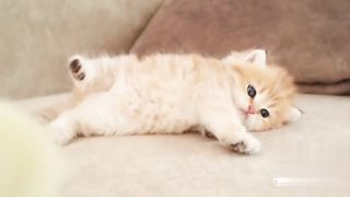 funny cat 26