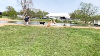lovely dogs