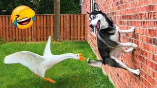 Funny Dogs And Cats Videos 2023 ???? Best Animal Videos Of The Month #1