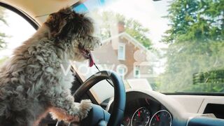 Dog driver