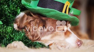 Dog st patricks day