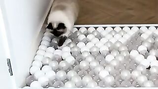 Does Mia try to get rid of Jerrie-???????? - Cats vs Balls.