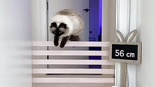 igh jump challenge from Jerrie????.