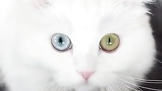 Heterochromia cat and inverted filter ????????.