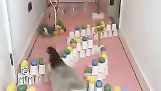 Happy Easter???????????????????????????????????????????????? #cats #easter #catchallenge #catgames.