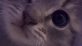cute cat 12