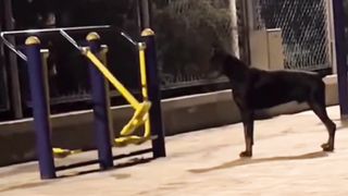 Take stock of the unlucky daily life of those stupid puppies01