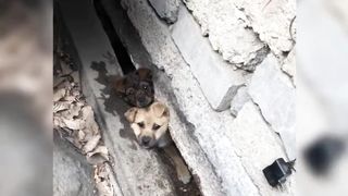 Take stock of the unlucky daily life of those stupid puppies02
