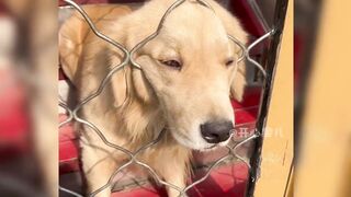 Take stock of the unlucky daily life of those stupid puppies03