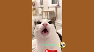 funny cats and dogs compilation of funny cat and dog videos