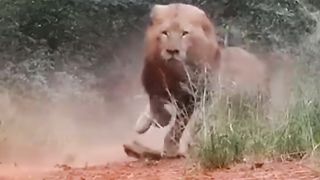 Dangerous look of lion(????) most beautiful