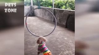 Cute Cats and Dogs 2023 Very funny cat and dog videos
