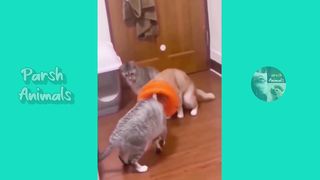 Funny animals - funny cats /dog - funny animal videos best videos of january 2023