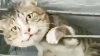 Animals life without humans