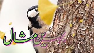 videos 37