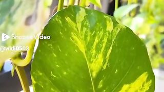 3 tanaman yang sangat bermanfaat,peace lily, sirih gading, lidah mertua
