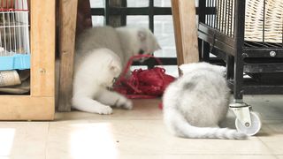 Three Little Tigers Episode 1