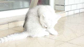 Three Little Tigers Episode 2