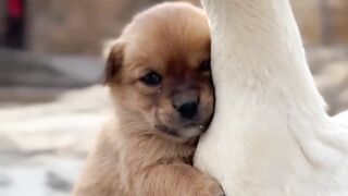 Beautiful Duck and Dog