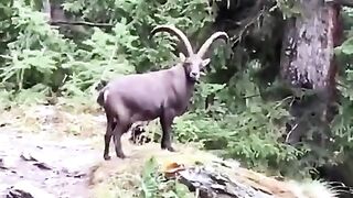 Giant IBEX ????#animals #wildanimals #switzerlandshorts #nature.