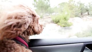 CUTE CATS AND DOGS VIDEO | Funny Cat And Dog