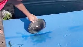 cute animals - cat acting funny - don't watch it later laugh!!!