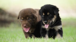 Cute brother, it's a bit