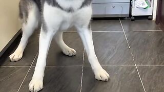 Pet dog 2