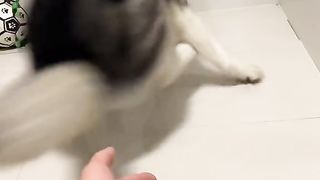 Pet dog 3