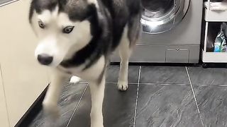 Pet dog 4