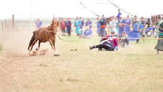 Chinese horse harness