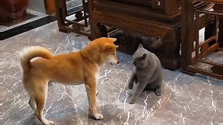 Cute cat and funny dog playing and fighting ????????