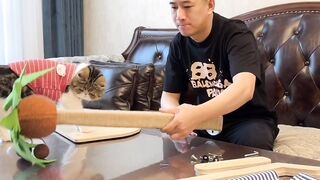 cat owner made one beach bed for cat it's super entertainment