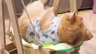 Funny cat playing on swing ???????? || playing good very well