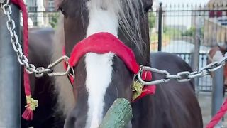 The first time a horse eats a cucumber