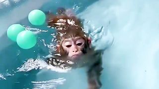 The cute monkey is called Diu Diu