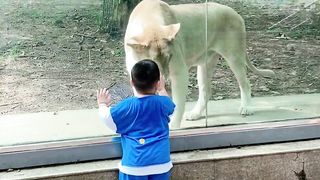 Funny Lion