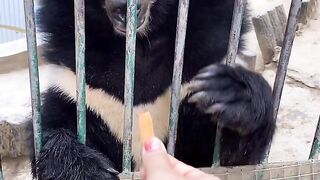 This baby bear seems to understand human language