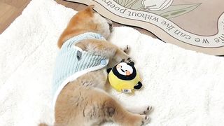 My lovely Shiba Inu