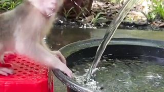 Do you like such a cute little monkey