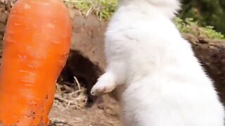 The little white rabbit looks so cute eating radishes, right ????