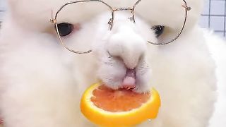 Cute and cute alpaca????, remember to pay attention