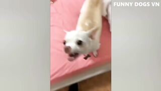Funniest Animals 4