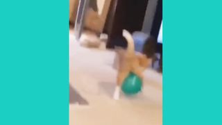 Funny Animal 6