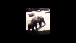 Epic Dogs falls ! Funny Animals videos Best 2021