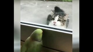 BEST 2020 FUNNIEST ANIMALS