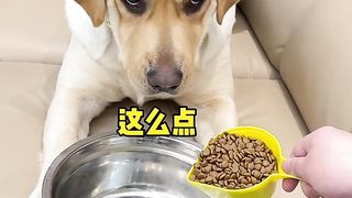 Dog: I've never seen a master pick like you!