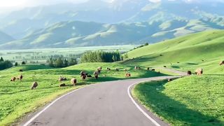Green grass highway