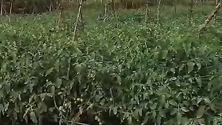 Farmer tomato