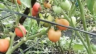 Harvest Tomato